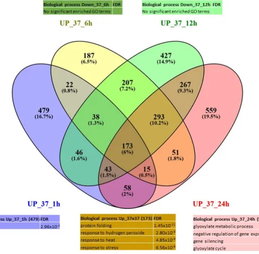 Figure 5. Venn diagram of expression data analysis at 37 °C of the up-regulated genes at 1, 6, 12 and  24 h and associated GO terms