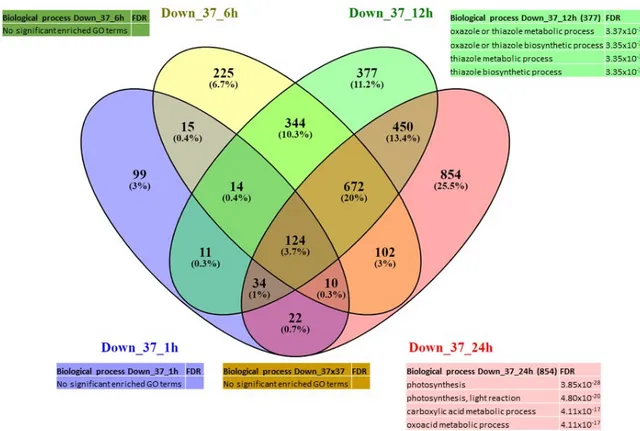 Figure 6. Venn diagram of expression data analysis at 37 °C of the down-regulated genes at 1, 6, 12  and 24 h; and associated GO terms