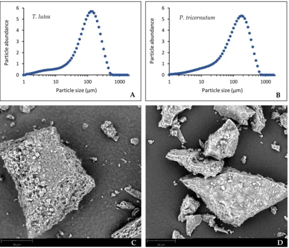 Figure 2. Determination of particle size distribution (graphs) and scanning electron microscope observations at 30 µm scale of freeze-dried biomasses of Tisochrysis lutea (A,C) and Phaeodactylum tricornutum (B,D) crushed with mortar and pestle.