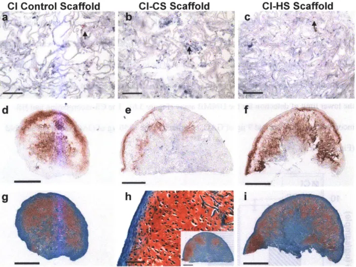 Figure  3.5  Micrographs  of histological sections  of MSC-seeded,  pEndo  lipoplex-incorporating  sponge-like constructs,  with and  without additional  GAG  supplementation.