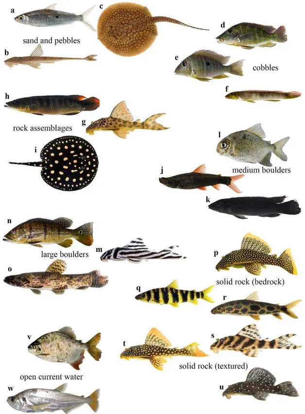 Figure 4. Example of morphological diversity commonly associated with the habitat classes in the Xingu River basin