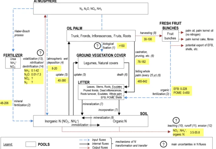 Fig. 2 The N budget in oil palm plantations, highlighting the main uncertainties. The largest annual N fluxes are mainly internal fluxes, and the most uncertain and least documented fluxes are N losses