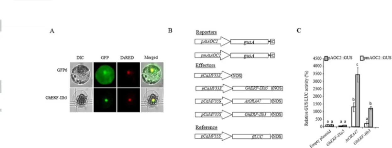 Figure 4. Transient overexpression of Xcm-inducible nuclear transcription factors GhERF-IIb3 trans-activate  the AtAOC2 promoter in A