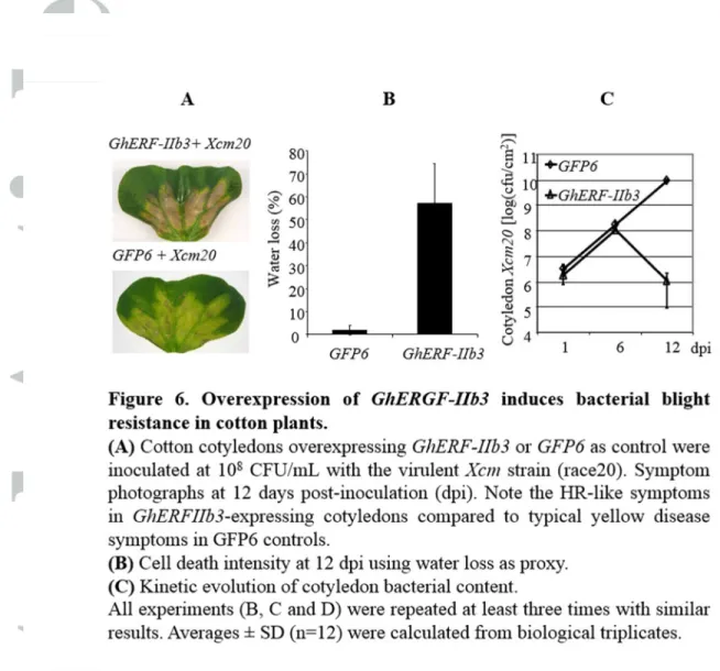 Figure 6. Overexpression of GhERGF-IIb3 induces bacterial blight resistance in cotton plants
