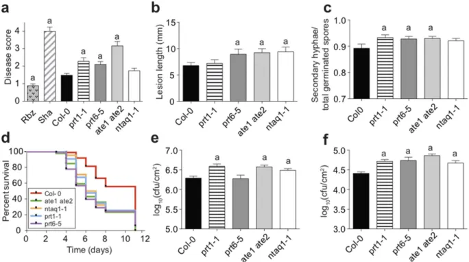 Figure 4.  N-end rule mutants are more susceptible to pathogens with different lifestyles