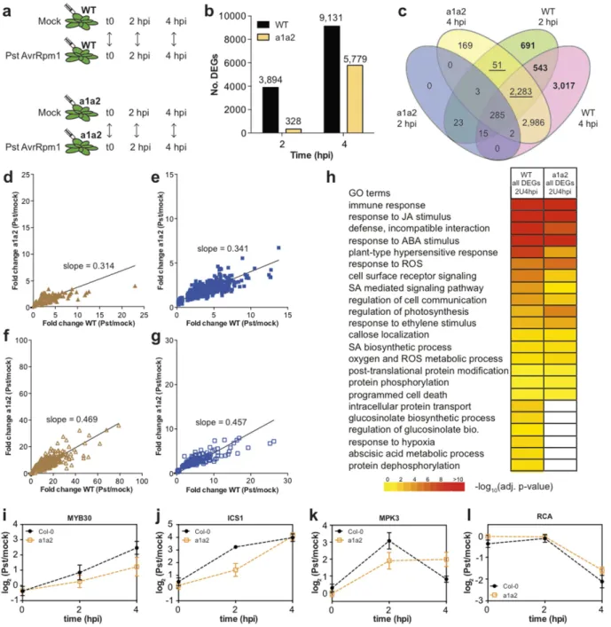 Figure 5.  The response of ate1 ate2 mutant plants to Pst AvrRpm1 is altered. (a) Experimental design of  the transcriptomics experiment performed to compare the gene expression changes in wild-type and ate1 ate2  (a1a2) plants following inoculation with P