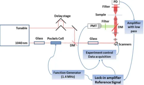 Figure 1.  Layout of the multimodal NLO microscopy apparatus. Spectra-Physics Insight Laser provides two  synchronized pulsed laser beams, one at 1040 nm and another tunable from 690–1300 nm