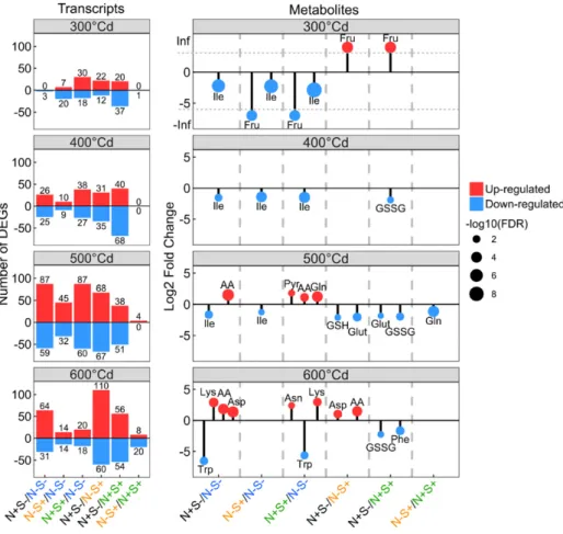 Figure 3. Effects of nitrogen and sulfur on the differentially accumulated  tran-scripts and metabolites by grain  devel-opmental stage