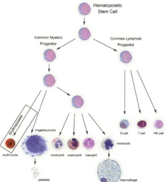 Figure  1-1.  Hematopoiesis.  All  the blood cell lineages  in the body are derived  from a single  stem cell precursor (the  HSC)