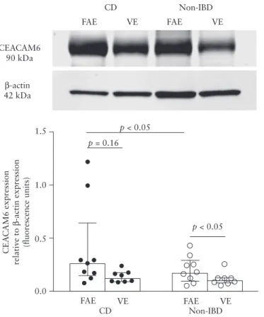 Figure 6. Expression of CEACAM6 measured by western blotting in the follicle-associated epithelium [FAE] and villus epithelium [VE] of patients with Crohn’s  disease [CD] and of non-inflammatory bowel disease [Non-IBD] controls