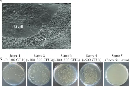 Figure 1. [A] Transformation of model follicle-associated epithelium [FAE] verified by scanning electron microscopy, as shown by areas of sparse irregular  microvilli on the apical surface, indicating the presence of M cell–like cells