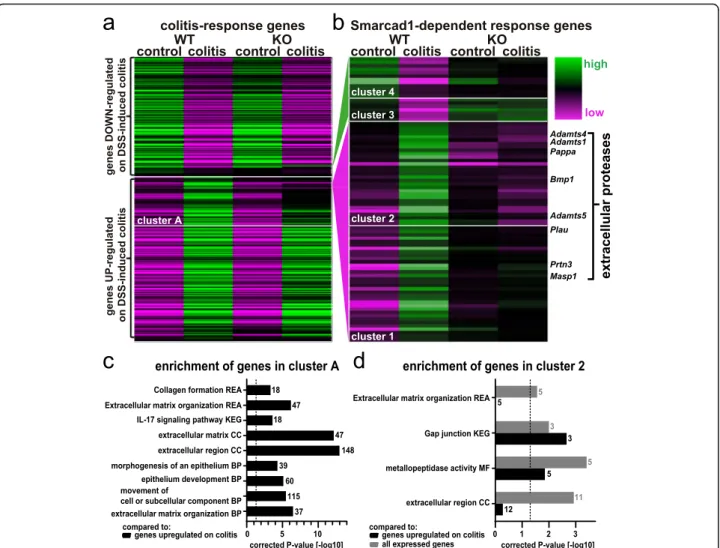 Fig. 8 Smarcad1-dependent transcription response. Changes of gene expression on DSS-induced colitis in microbiota-enriched animals