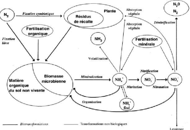 Figure 1.1 – Transformations biologiques et non biologiques affectant le devenir de l’azote  dans les sols (Nicolardot et al., 1997)