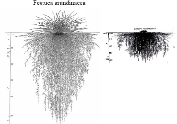 Figure 1.6b – Représentation du système racinaire de la fétuque élevée et du ray-grass  d’Italie (Kutschera, 1960 ; cité par gonzales-Dugo, 2005)
