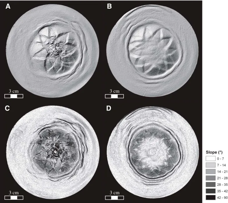 Figure 3 illustrates the 3D reconstruction of  the model volume from the µCT data. It 