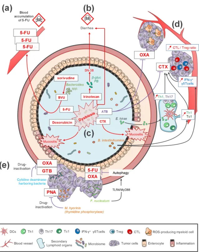 Figure 1. Impacts of intestinal microbiota on chemotherapy toxicity and efficacy. (a–b) Microbe- Microbe-mediated xenometabolism could be linked to an increase of chemotherapy toxicity