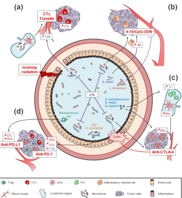 Figure 2. Impacts of intestinal microbiota on efficacy and toxicity of immunotherapy strategies