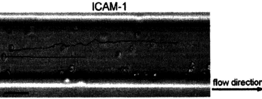 Figure 4  Trajectory of iRBCs rolling on  ICAM-1