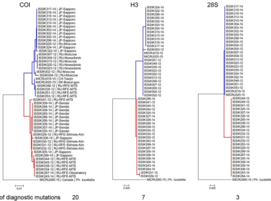 Fig 4. Neighbor-joining COI, Histone H3 and 28S trees showing divergence of P. issikii and the putative new Phyllonorycter species