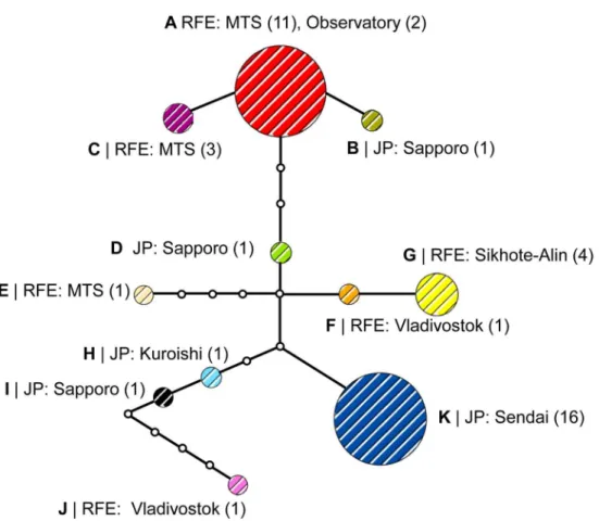 Fig 8. Haplotype network of the putative new Phyllonorycter species in East Asia. Different colors correspond to the haplotypes A-K