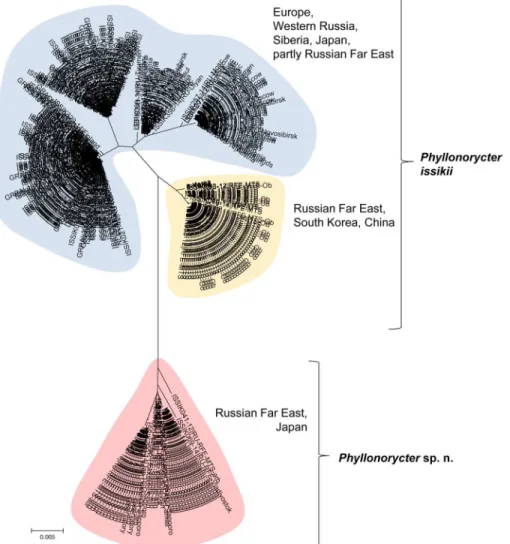 Fig 3. Neighbor-joining COI tree of Phyllonorycter issikii and the putative new cryptic species