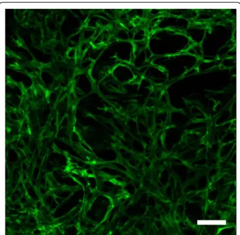 Figure 1 Co-culture of fibroblasts and endothelial cells for one month in a collagen-GAG porous construct, resulting in a 3D capillary system within the biomaterial