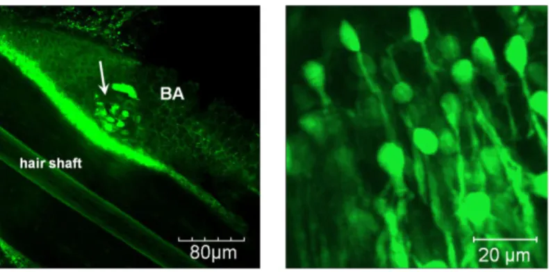 Fig. 3. Typical nestin-GFP expressing stem cells within the hair follicle bulge (white arrow)