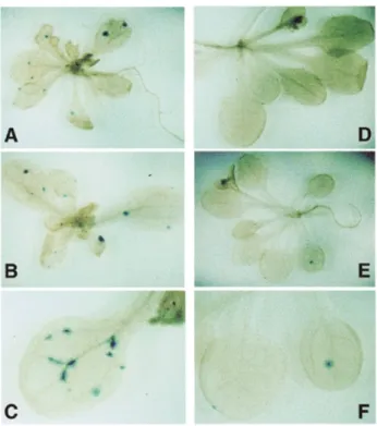 Fig. 3. Examples of blue spots after GUS staining in rad50 mutant (A–C) and heterozygote (D – F) plants.