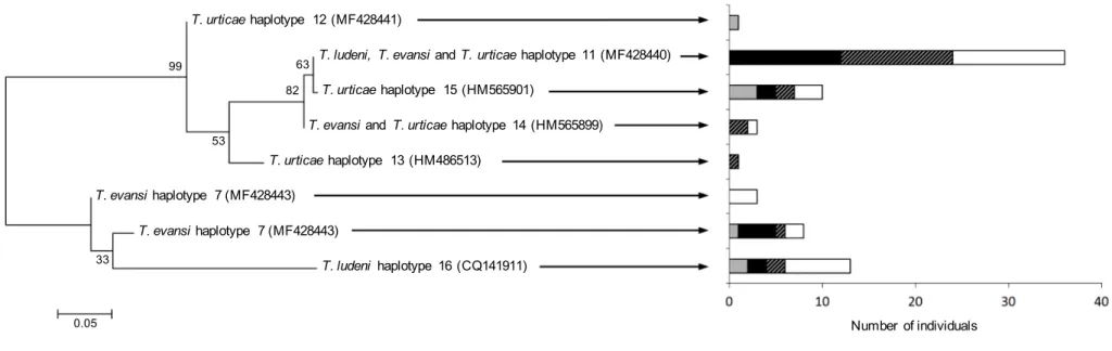 Figure 1. Phylogeny and distribution of Wolbachia and Cardinium (co)infections among T