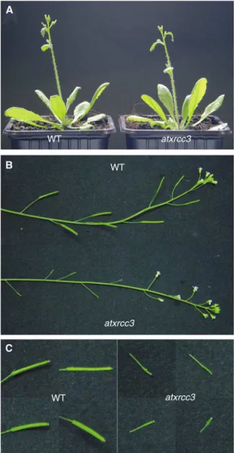 Figure 2 atxrcc3 mutant plants are sterile. (A) Wild-type (left) and atxrcc3 (right) 3-week-old plants