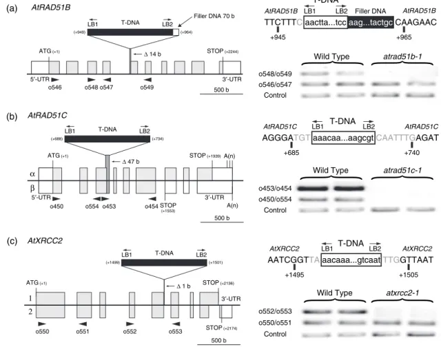 Figure 2. Molecular characterization of Arabidopsis Rad51 paralog T-DNA insertion mutants.