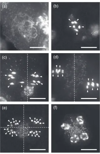 Figure 6. Meiosis is severely disturbed in atrad51c-1 pollen mother cells.