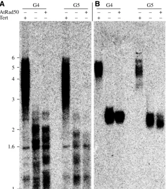 Figure 4 Synergistic effect of atrad50 and tert mutations on the frequency of mitotic anaphases presenting at least one chromosome bridge