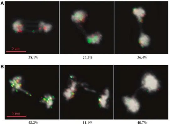 Figure 6 DAPI-stained mitotic nuclei from fifth tert generation: tert (A) and tert/atrad50 (B) mutants analysed by FISH with telomeric repeat (green) and the nine subtelomeric BAC (red) fluorescent probes