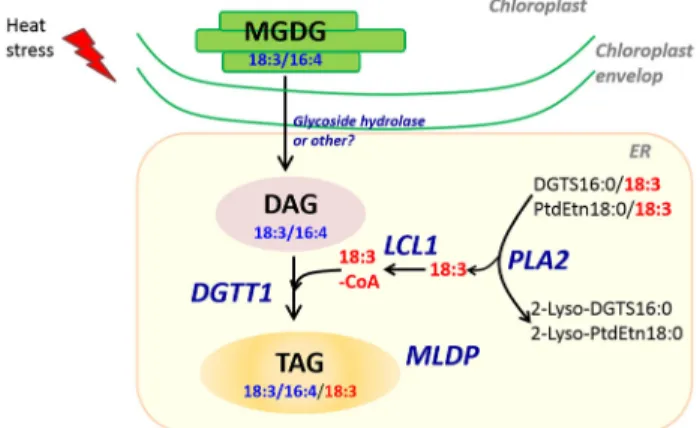 Figure 8. A possible route for the conversion of MGDG to TAGs in heat-stressed cells. This model is based on integration of transcriptomic responses to lipidomic changes