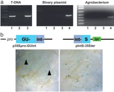 Fig. 1d shows that, whereas the ku80 mutant was hypersensitive, relative to controls, to 100-ppm MMS, KU80-overexpressing plants exhibited enhanced resistance to MMS, even at 150 ppm.