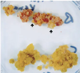 Fig. 4. Surviving rad50 兾 rad50 mutant cells present longer telomeres. South- South-ern analysis ofMboI-digested DNA using the telomeric repeat probe