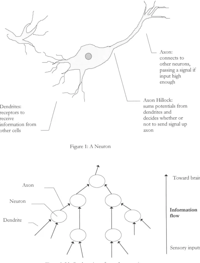 Figure  2:  Idealized  version  of neural  connectionsAxon