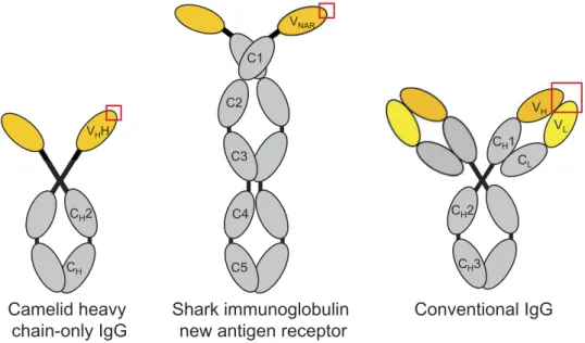 Figure 1. Domain structures of camelid heavy chain-only IgG, shark immunoglobulin new antigen receptor (IgNAR) and conventional vertebrate tetrameric IgG