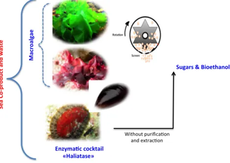 Figure 1. Mechano-enzymatic pretreatment and deconstruction of macroalgae developed in this study