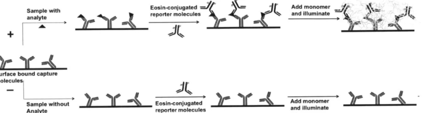 Figure  1-3:  Schematic  of  an  immunoassay  with  detection  based  on  photopolymerization-based amplification