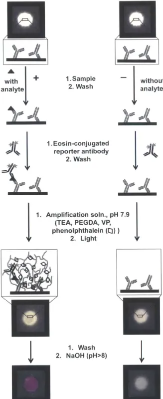 Figure  2-9:  Using  a  paper immunoassay  and  polymerization-based  amplification  to  detect PfHRP2.
