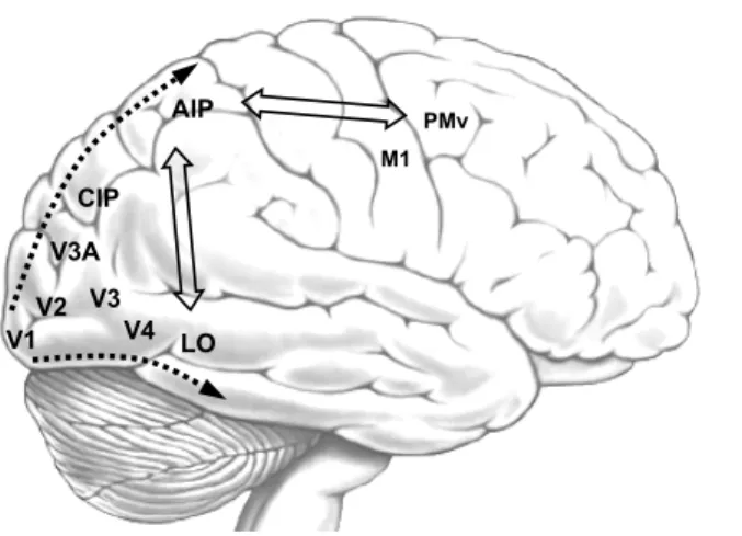 Fig. 1 Brain areas involved in vision-based grasping actions.