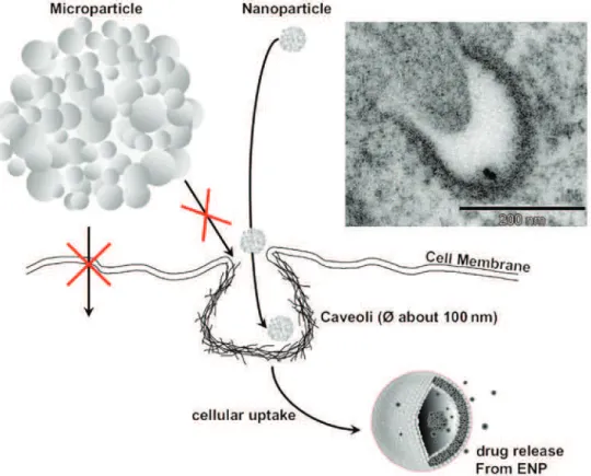 Fig. 5: Trojan-Horse-like transport of ENM into the interior of cells via vesicular pathways (caveolae)