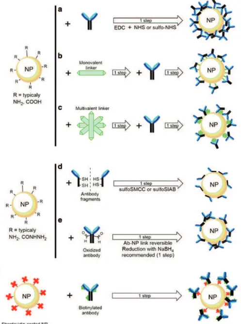 Fig. 5: Examples of the most popular chemical reactions for antibody--NP conjugation. a) One-step procedure using unmodified  antibodies and coupling agent EDC or EDC/NHS (sulfo-NHS for better solubility in aqueous media); b) Two-step process using  monova