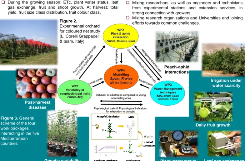 Figure 1. Scheme of a  one-year-old apple shoot  at the end of the 