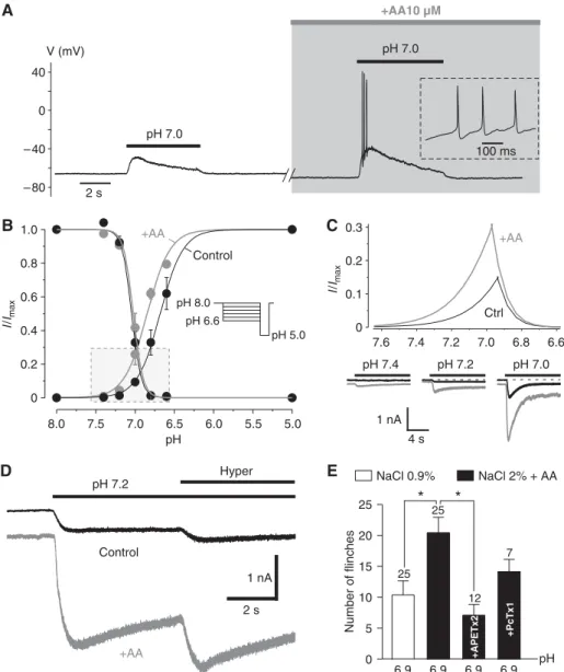 Figure 3 ASIC3 senses different inflammatory signals to produce cutaneous pain. (A) Current clamp experiment showing that arachidonic acid (AA) increased the excitability of a skin DRG neuron in response to a depolarization induced by a pH 7.0-evoked ASIC 