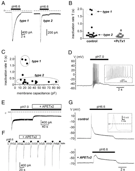 Figure 1. Electrophysiological characterization of ASIC channels in DRG neurons innervating the rat hindpaw muscles.A, Typical ASIC currents recorded in voltage-clamp (holding potential ⫺ 80 mV) from retrogradely labeled sensory neurons innervating hindpaw