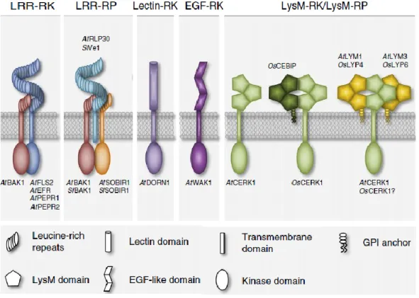 Figure 8. Plant surface immune receptors belong to two main different classes: receptor like  kinases  (RLK)  and  receptor  like  proteins  (RLP)