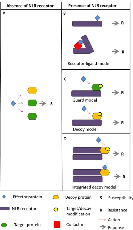 Figure  11.  Modes  of  effector  protein  recognition  by  NLRs.  In  the  absence  of NLRs  acting  as  resistance  proteins,  effectors  target  host  proteins  to  cause  disease  (A)